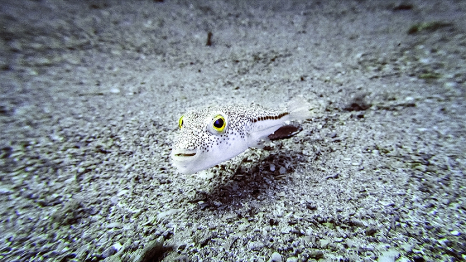 İstilacı türlerle mücadelede yeni düzenlemeler devreye alınıyor