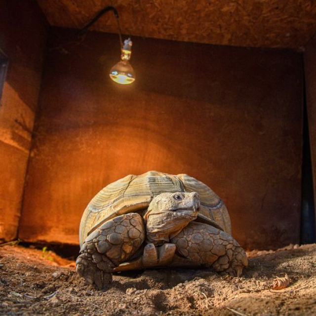 İngiliz aile teslim etmiş! 'Sabi'ye arkadaş aranıyor