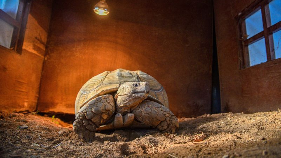 İngiliz aile teslim etmiş! 'Sabi'ye arkadaş aranıyor