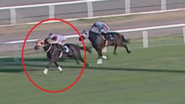 Smart Latch’tan Fancy’e iki at, iki farklı hayat