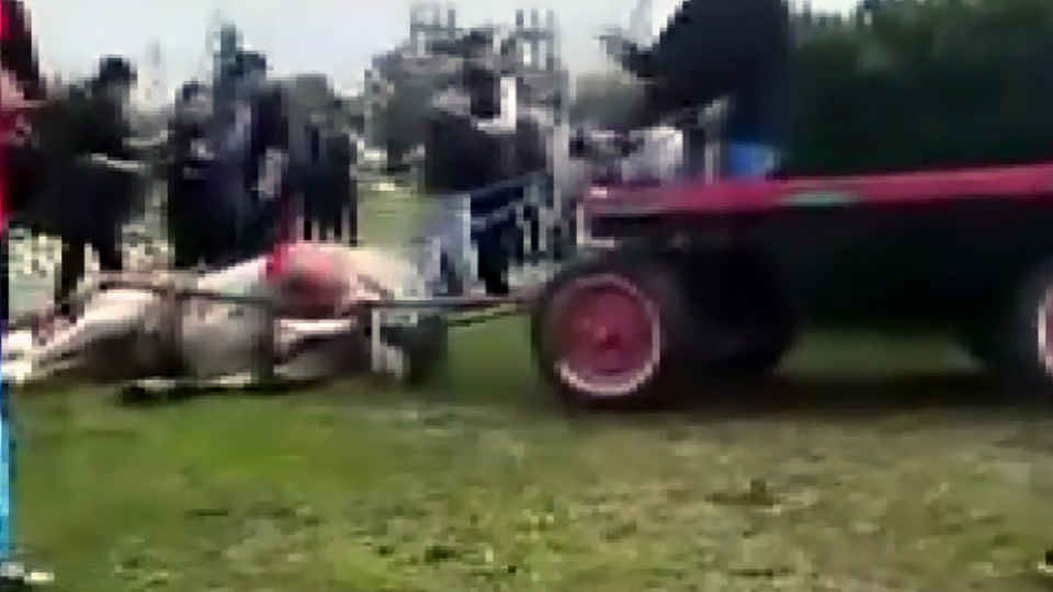 Ata şiddet uygulayıp bayılttılar!