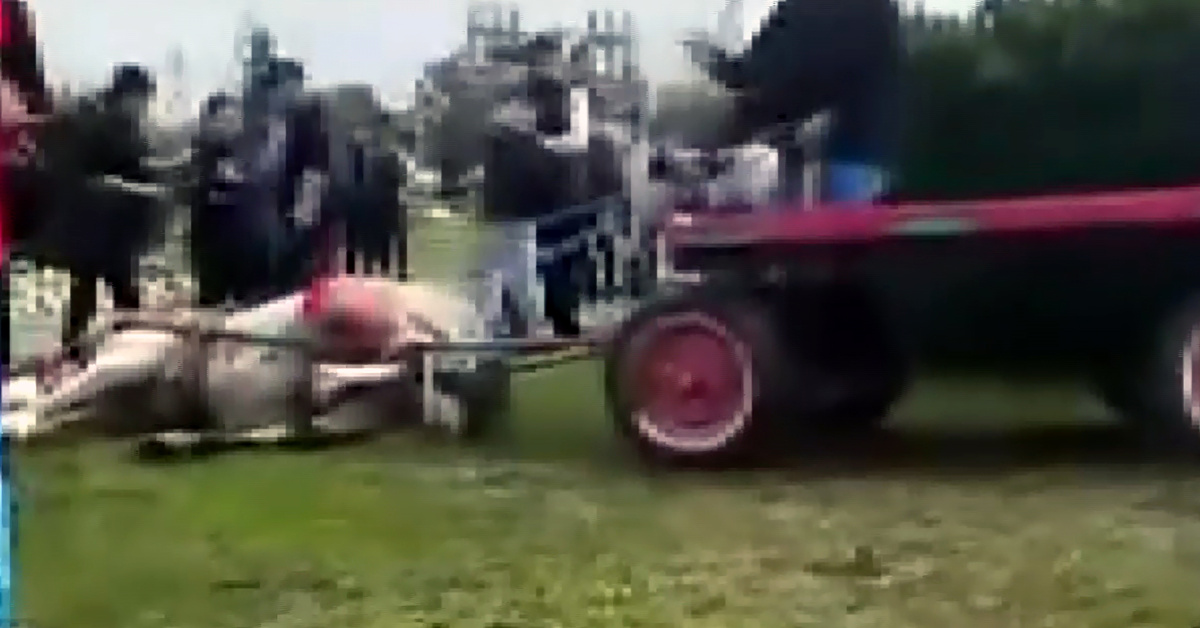 Atlara eziyet edenler gözaltına alındı