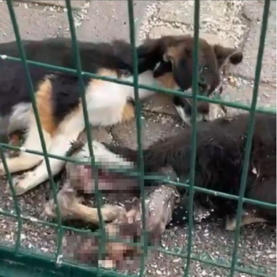 Barınaktaki köpek ölümlerine soruşturma