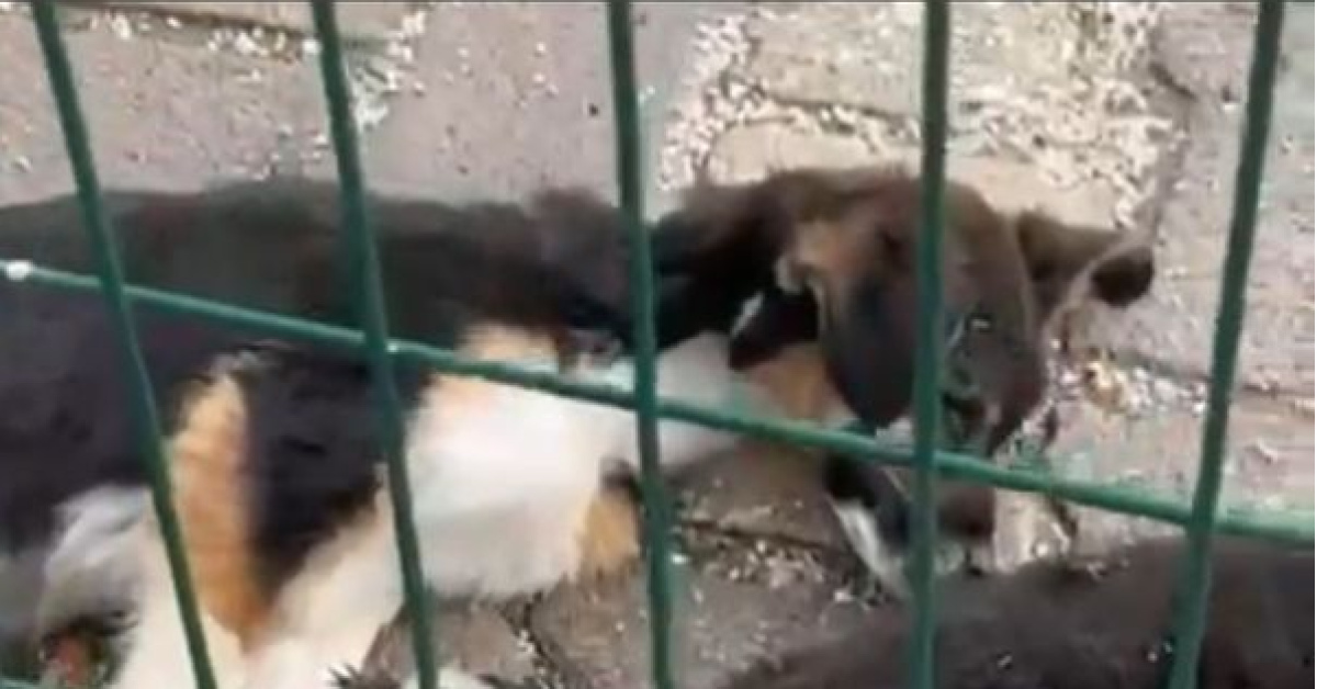 Bucak'daköpek ölümleri, idari vehukuki işlemler başlıyor