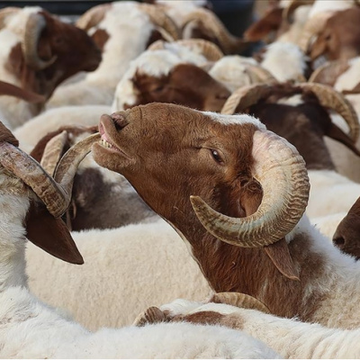 2026 Kurban Bayramı ne zaman?