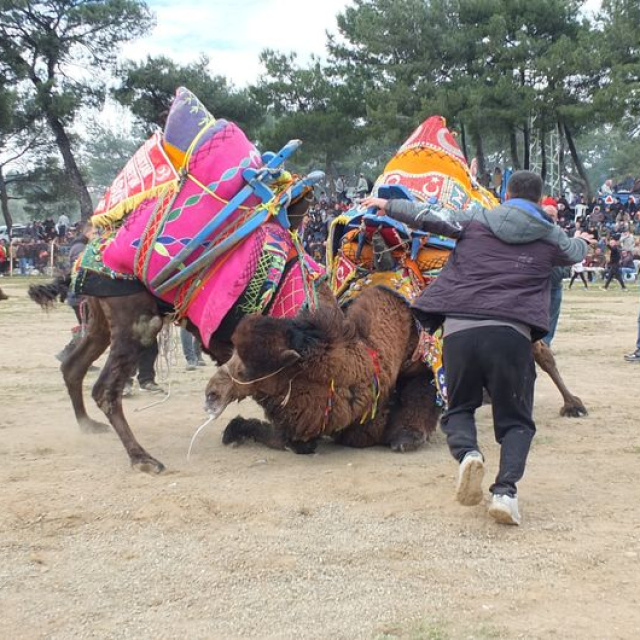 Bir yıl sonra antrenman güreşi ile döndüler