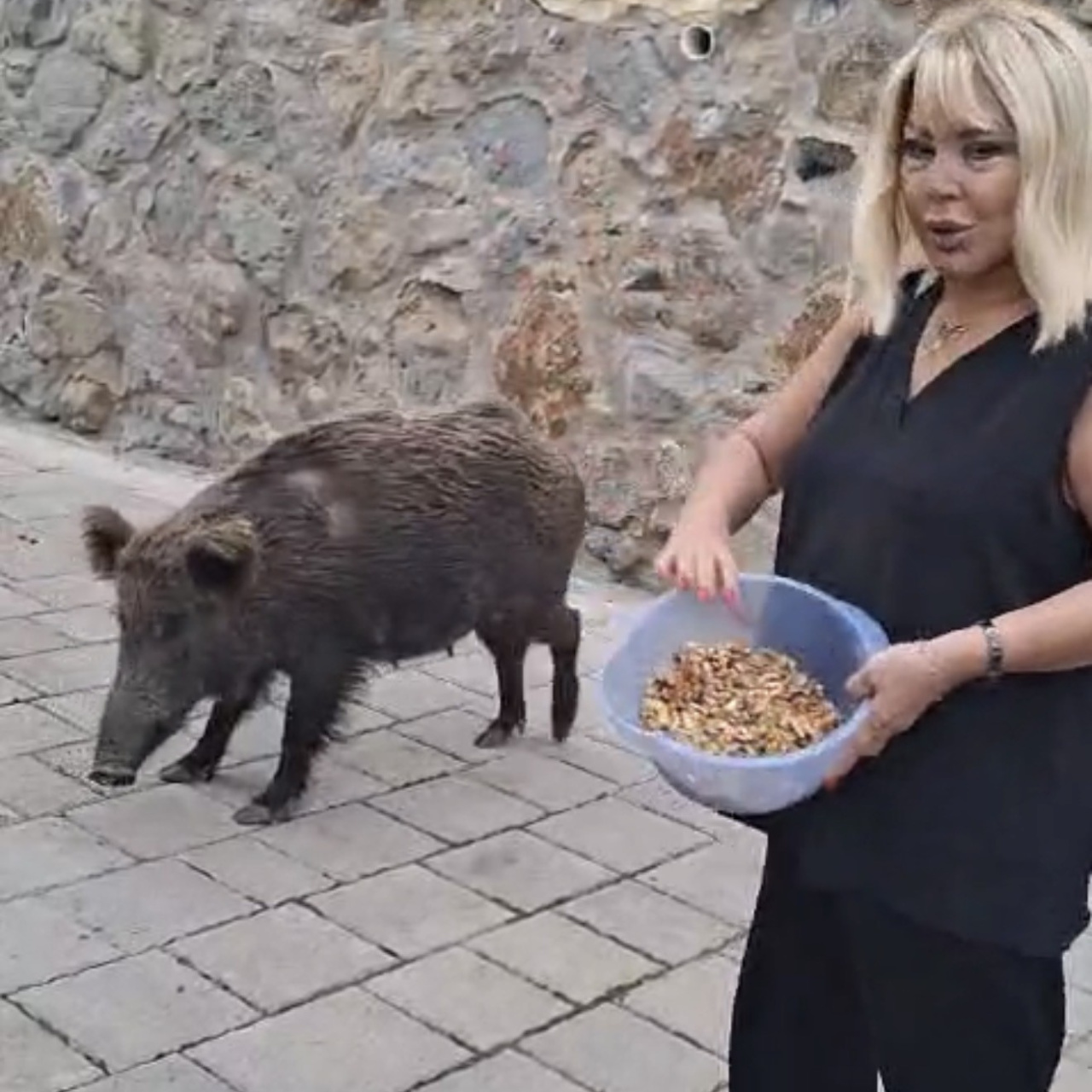 Yaban domuzunu elleriyle besledi