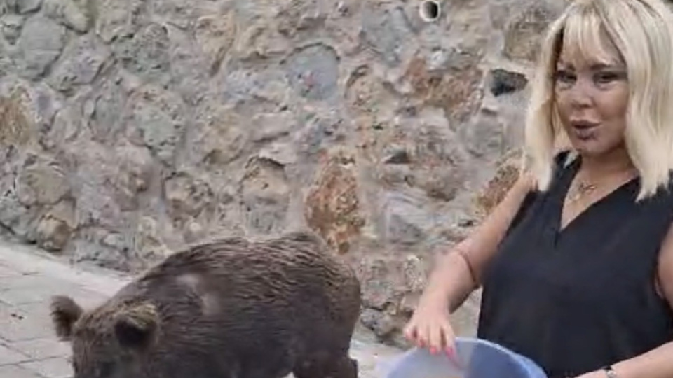 Yaban domuzunu elleriyle besledi