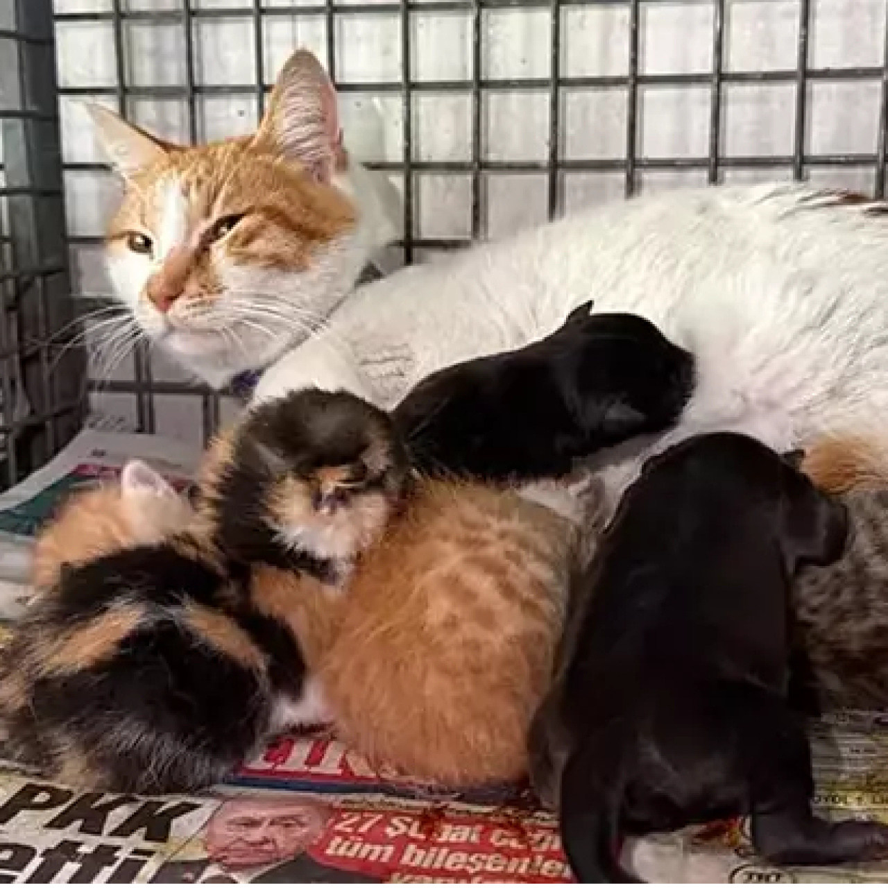 Gebe köpek öldü, yavrulara anne kedi sahip çıktı