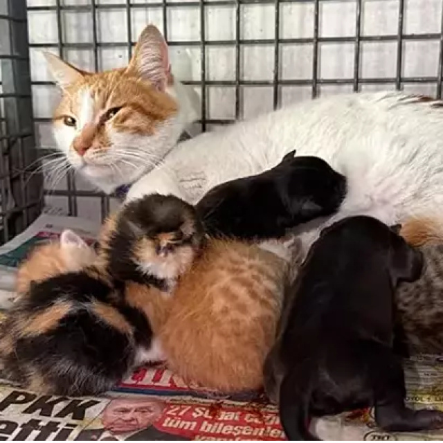 Gebe köpek öldü, yavrulara anne kedi sahip çıktı