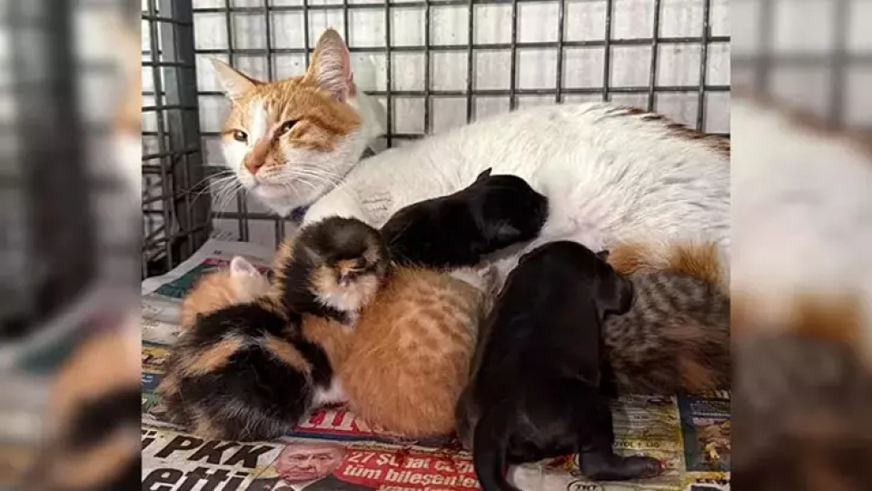 Gebe köpek öldü, yavrulara anne kedi sahip çıktı