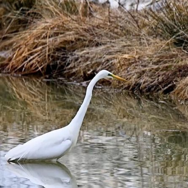 Erzincan’da avlanırken görüntülendi