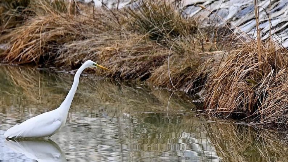 Erzincan'da avlanırken görüntülendi