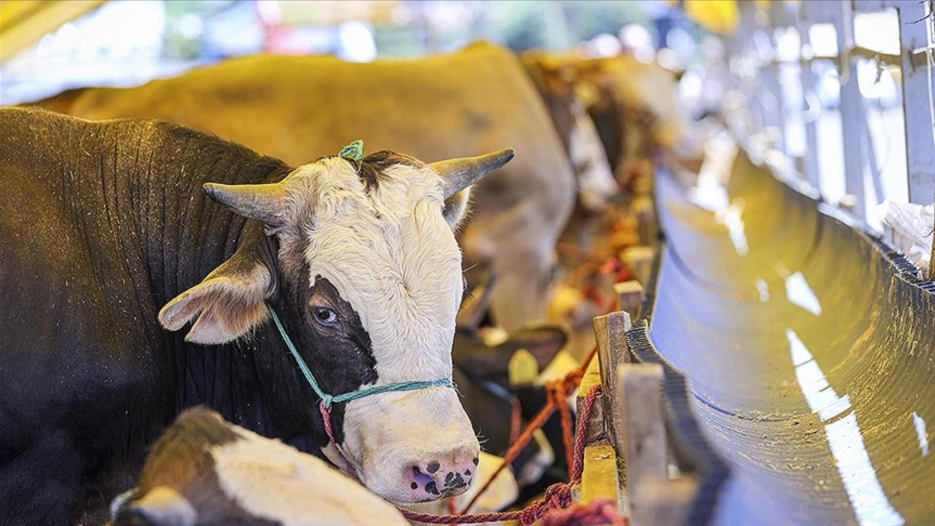 Kurban Bayramı ne zaman, hangi günlere denk geliyor? 2026 Kurban Bayramı tatili kaç gün sürecek, 9 gün olacak mı?