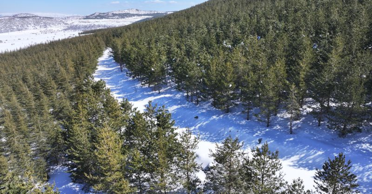 Erciyes'te 15 Yıldır 7 Milyon Fidan Dikildi