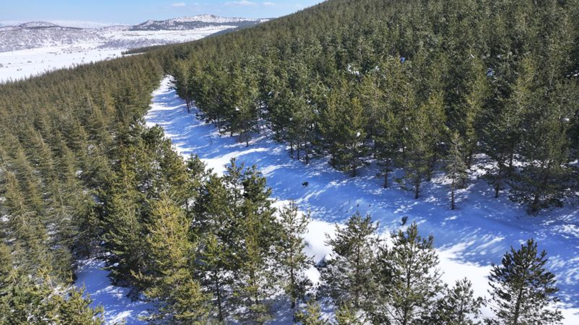 Erciyes'te 15 yılda yaklaşık 7 milyon fidan dikildi | Son dakika haberleri