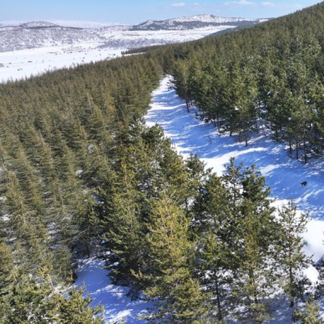 Erciyes'te 15 yılda yaklaşık 7 milyon fidan dikildi