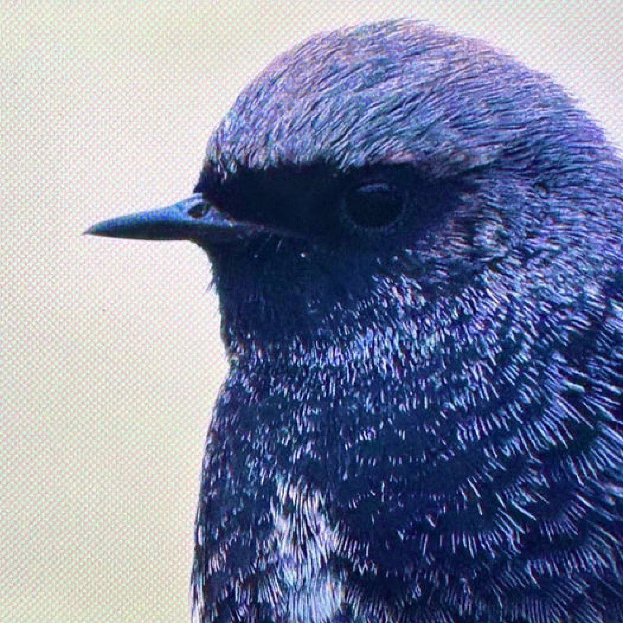 Antalya'da renkli bahar göçü