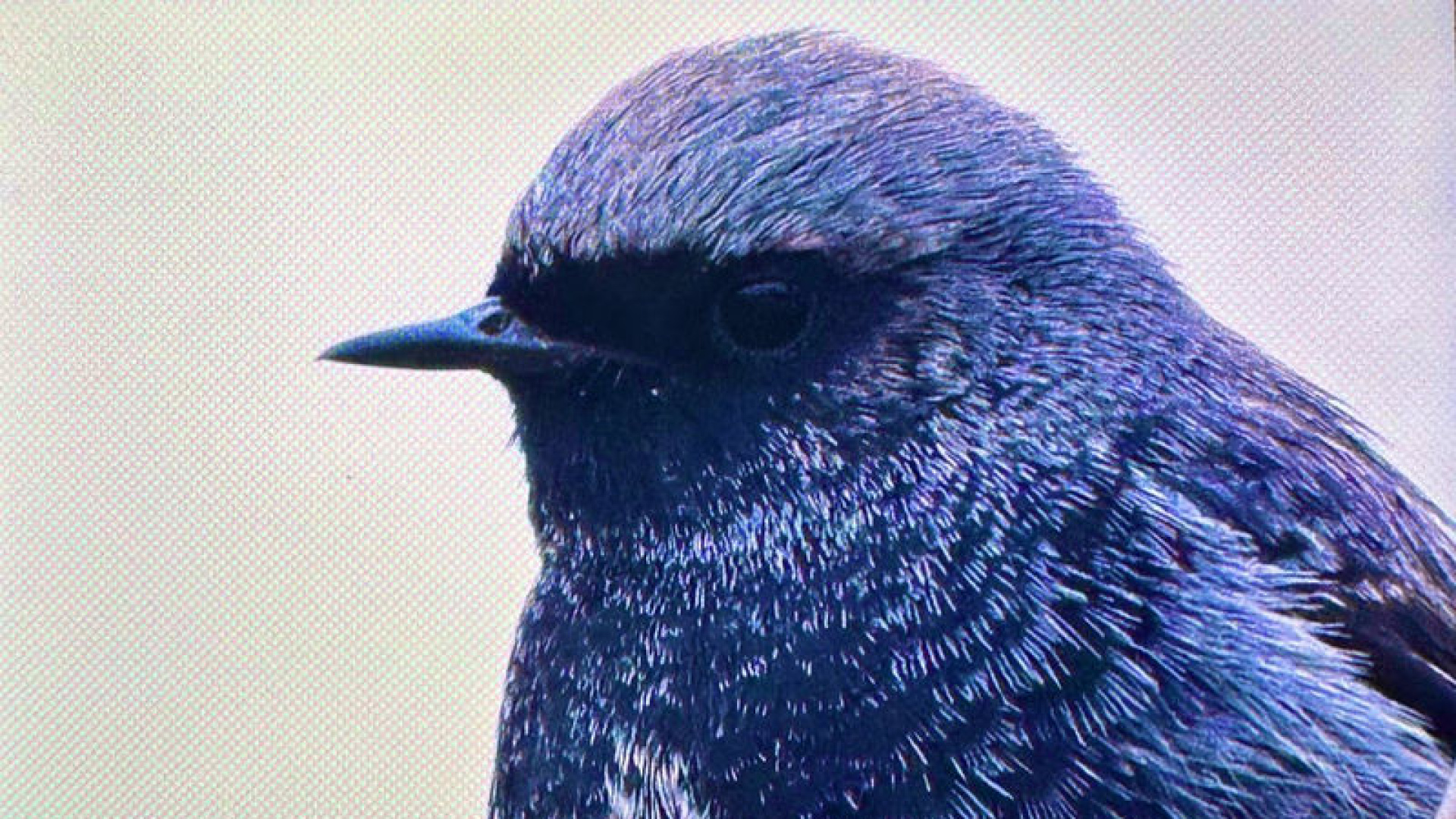 Antalya'da renkli bahar göçü; 3 günde 103 tür