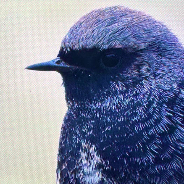 Antalya'da renkli bahar göçü