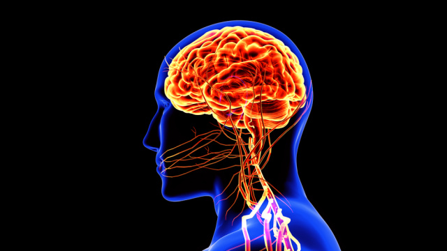 Migrenin beyindeki görsel işlemleme ve ağrı mekanizmalarıyla ilişkisi ortaya kondu