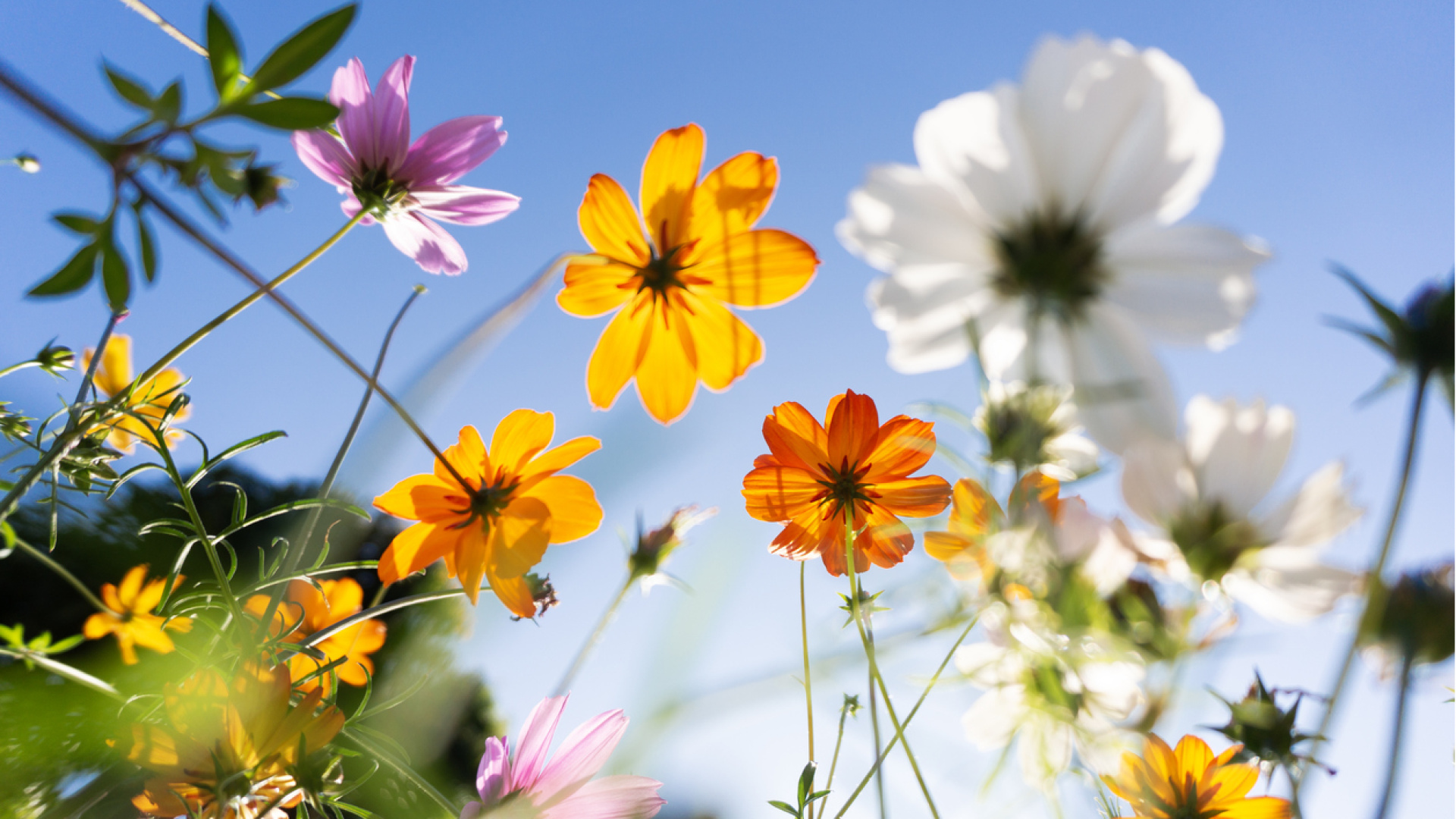 Doğanın uyanış sırrı çözüldü: Bitkiler ne zaman çiçek açacaklarını nasıl anlar?