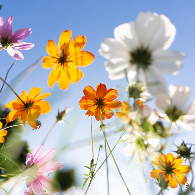 Ne zaman çiçek açacaklarını nasıl anlıyorlar?