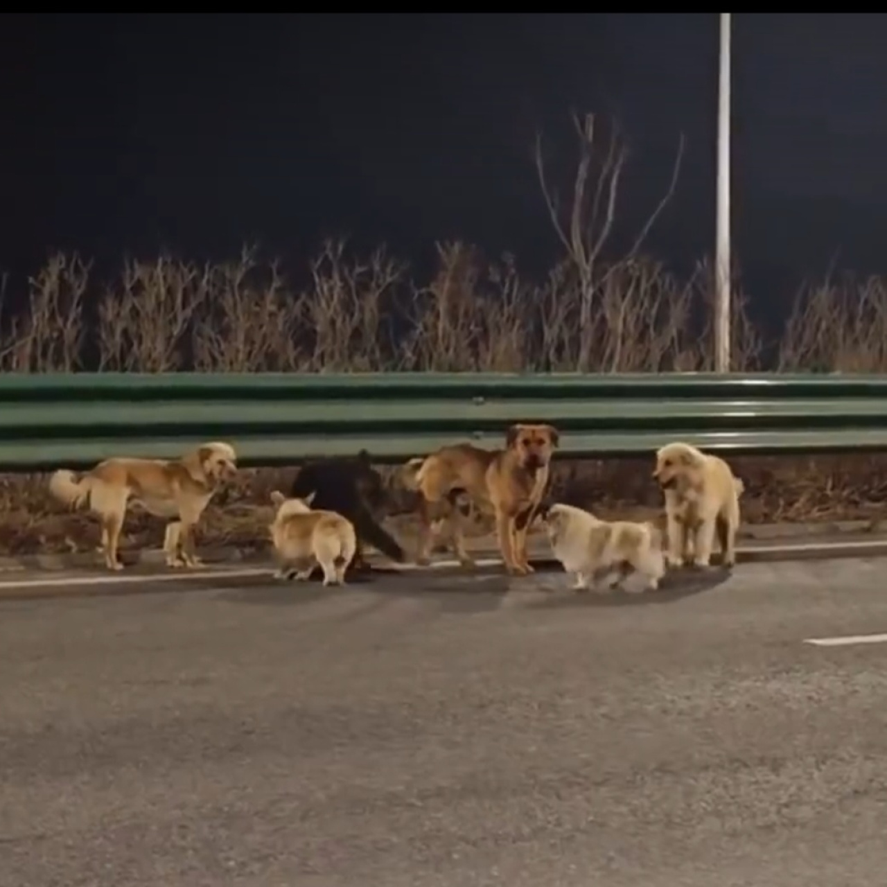 Çin’de kaybolan 7 köpek 17 kilometre yürüyerek evlerine döndü