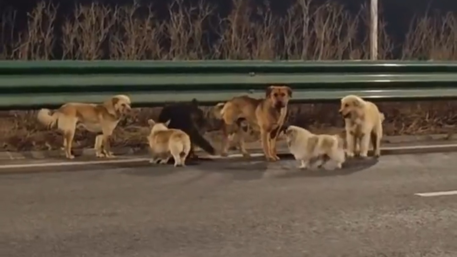 Çin’de kaybolan 7 köpek 17 kilometre yürüyerek evlerine döndü