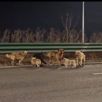 Çin’de kaybolan 7 köpek 17 kilometre yürüyerek evlerine döndü