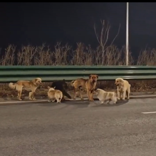 Çin'de kaybolan 7 köpek 17 kilometre yürüyerek evlerine döndü