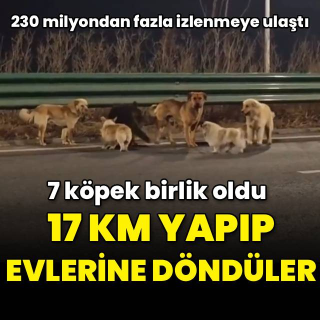 Çin’de kaybolan 7 köpek 17 kilometre yürüyerek evlerine döndü