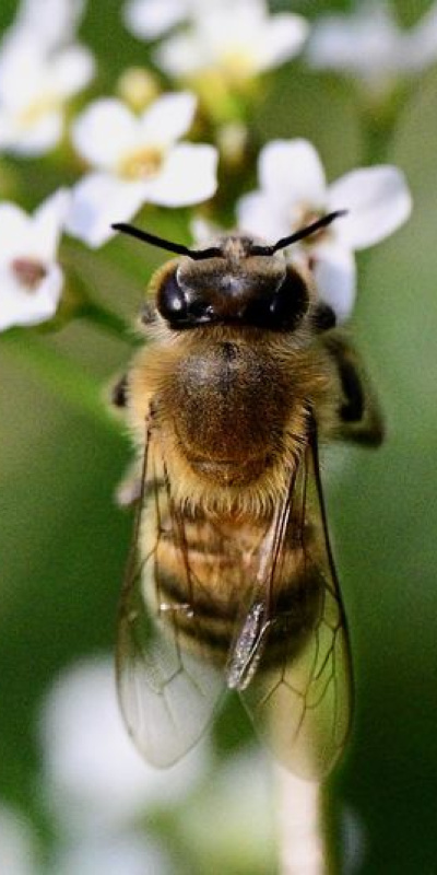 Küresel ısınmadan çok elektromanyetik alanlar etkiliyor