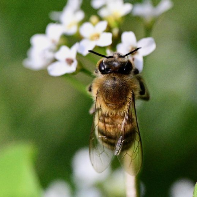 Küresel ısınmadan çok elektromanyetik alanlar etkiliyormuş!
