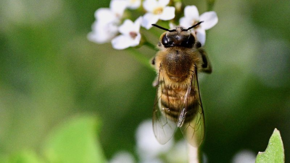 Küresel ısınmadan çok elektromanyetik alanlar etkiliyormuş!