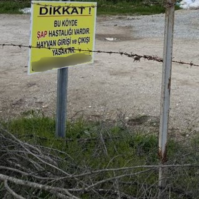 Kütahya'da 15 köyde şap karantinası