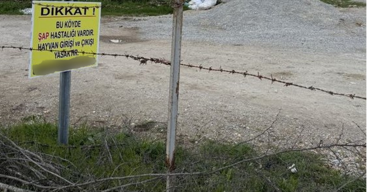 Kütahya'da 15 Köyde Şap Karantinası Başladı