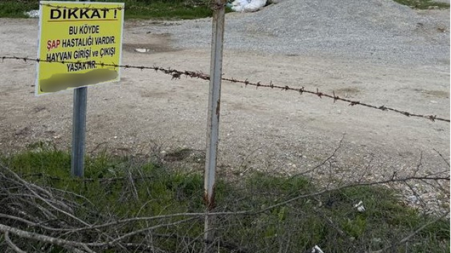 Kütahya'da 15 köyde şap karantinası