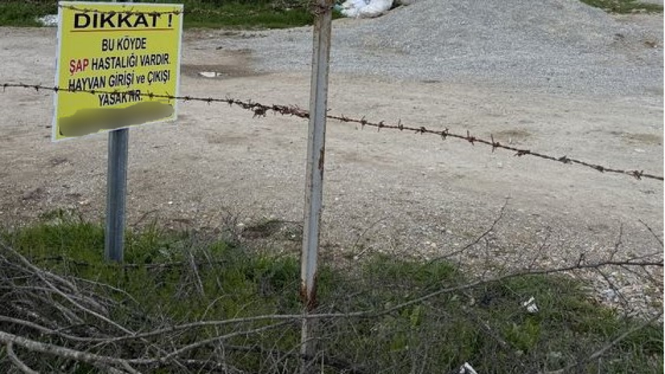 Kütahya'da 15 köyde şap karantinası