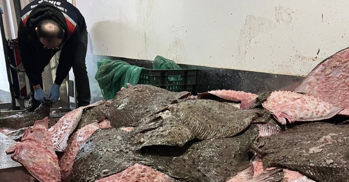 Sinop'da 491 kalkan balığı elkonuldu