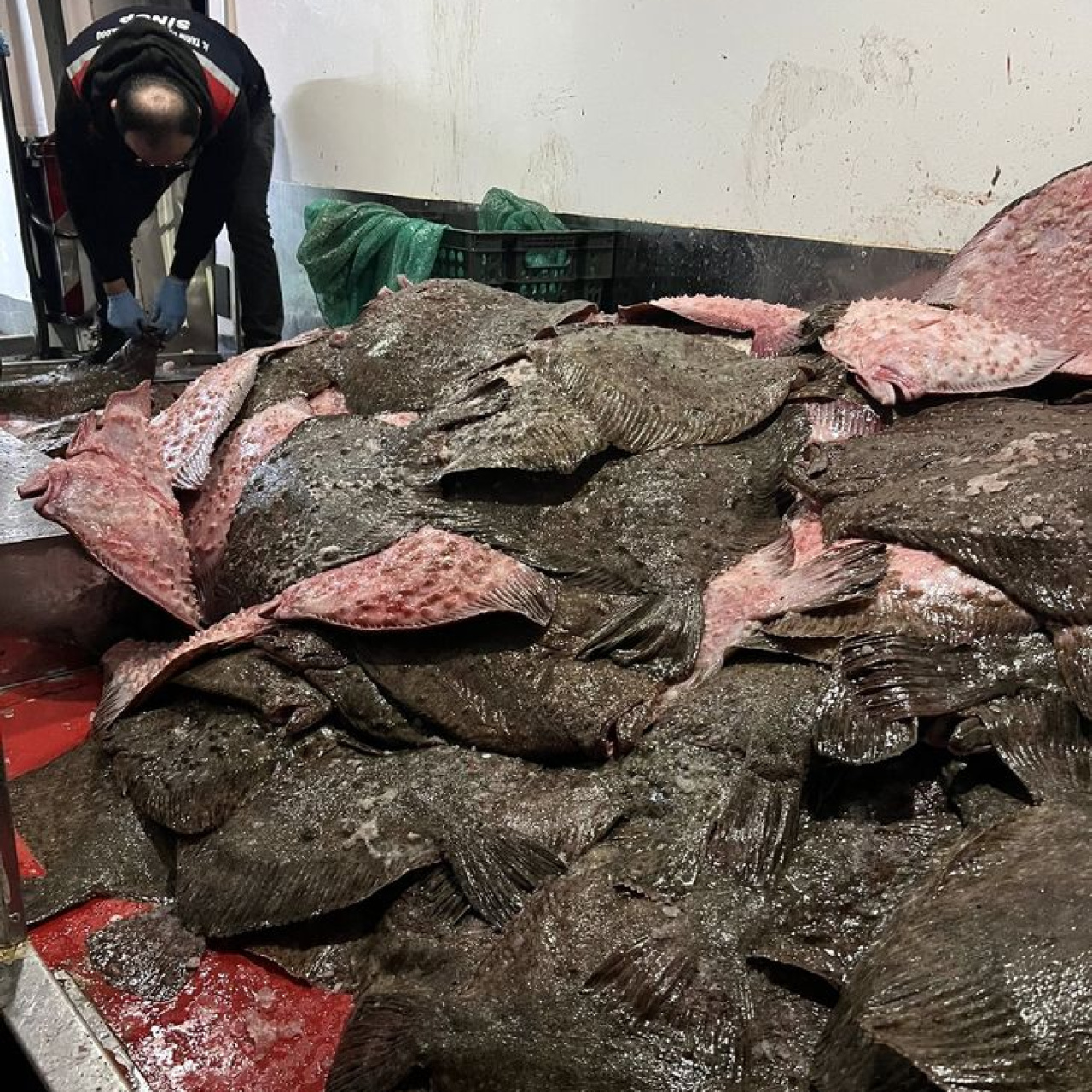 Sinop'ta 491 kalkan balığına el konuldu