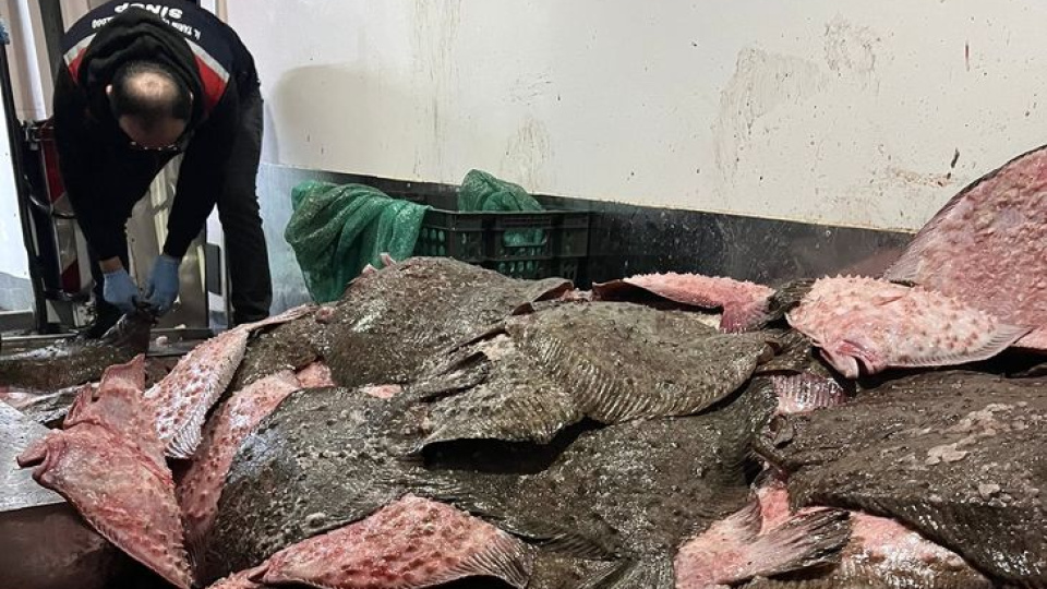 Sinop'ta 491 kalkan balığına el konuldu