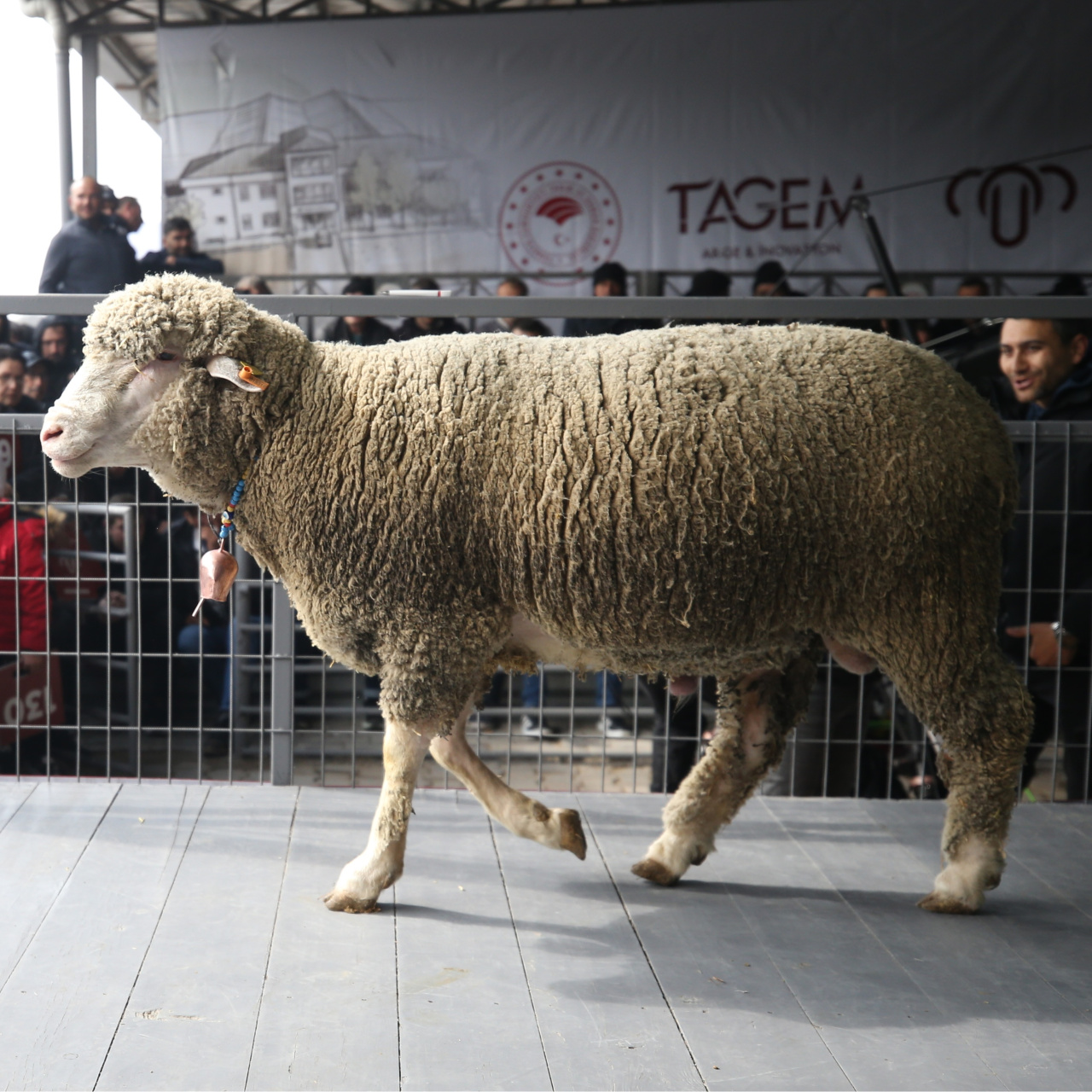 1 milyon 110 bin liraya satıldı