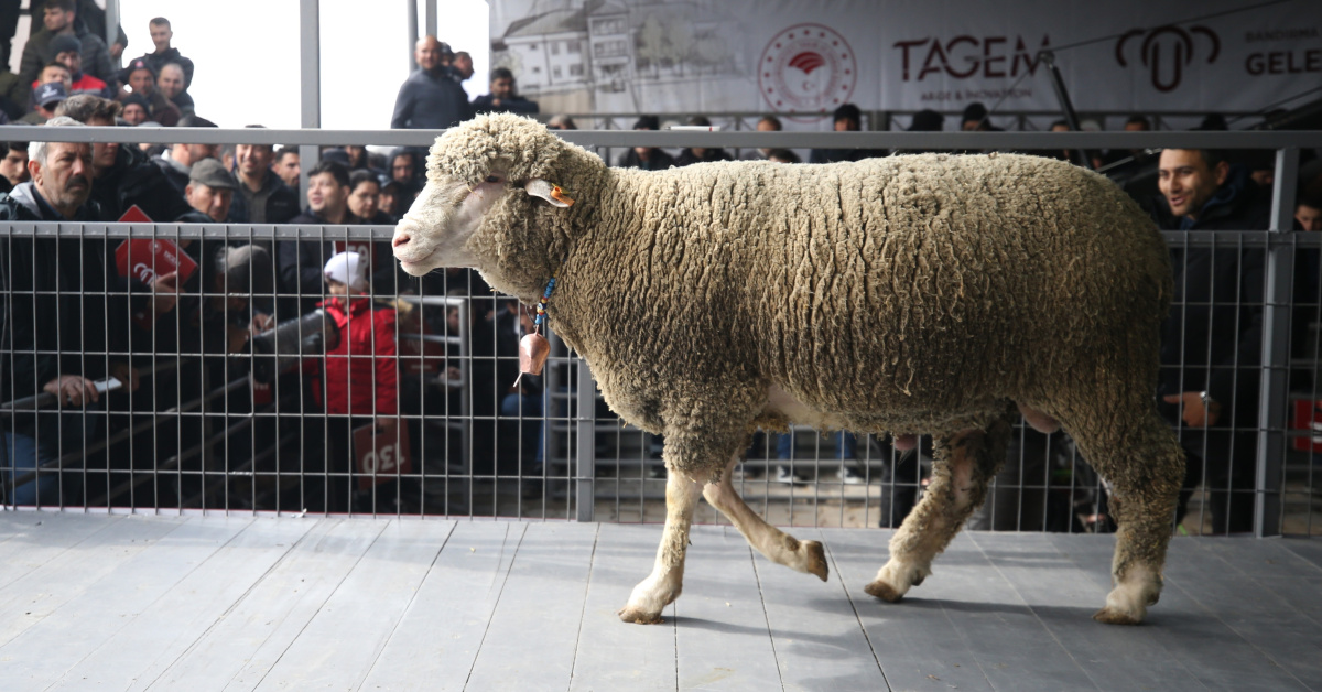 Merinos Koç Satışta Rekor 1.110.000 TL