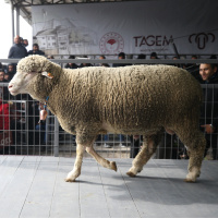 1 milyon 110 bin liraya satıldı