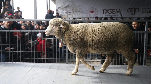 1 milyon 110 bin liraya satıldı