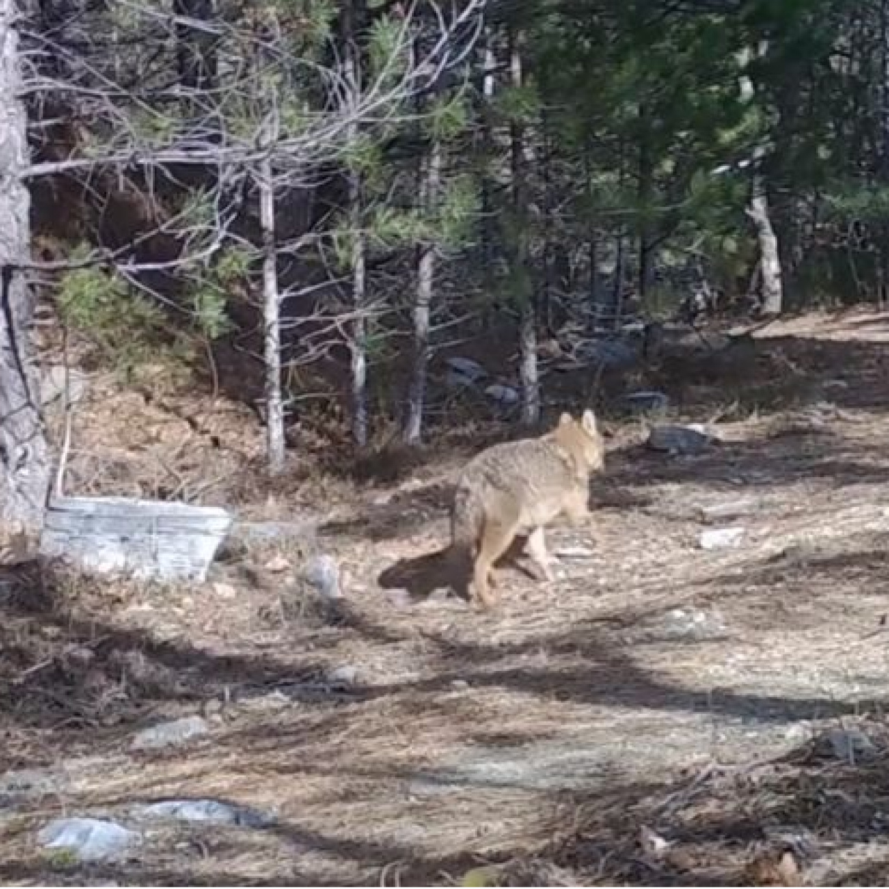 Uludağ'da 2 altın çakal bir arada!