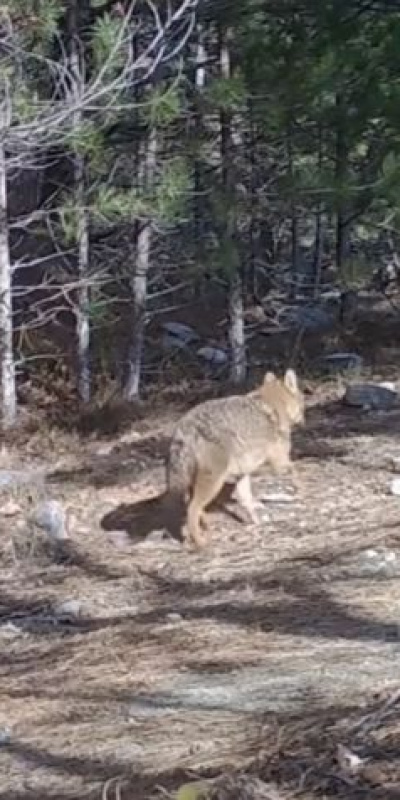 Uludağ'da 2 altın çakal bir arada!