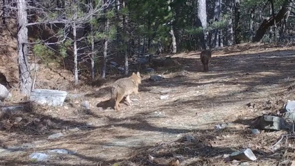 Uludağ'da 2 altın çakal bir arada!