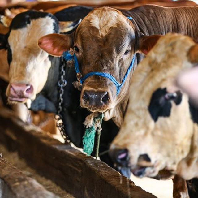 Kurban Bayramı tarihi